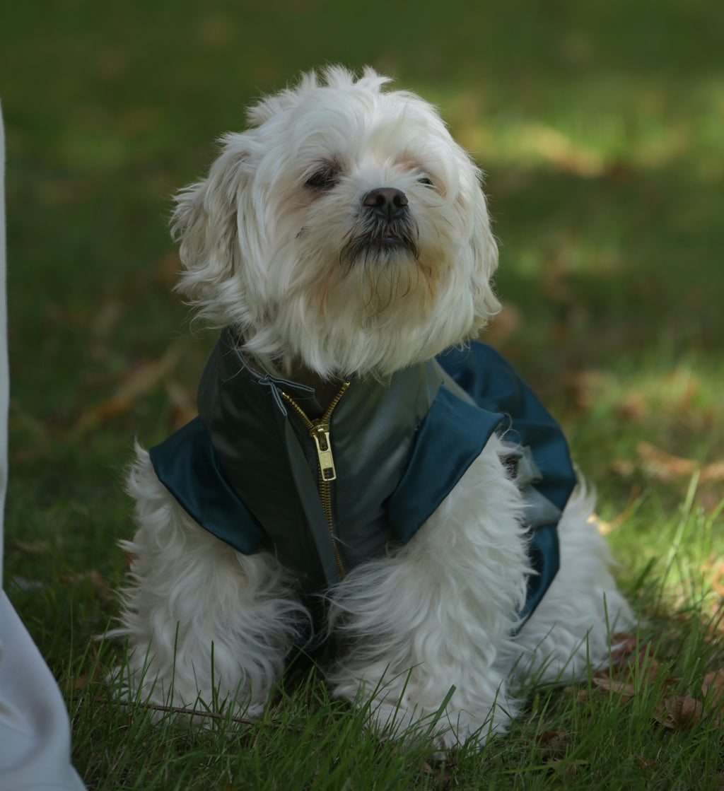 Doggywarmer