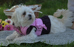 Doggywarmer