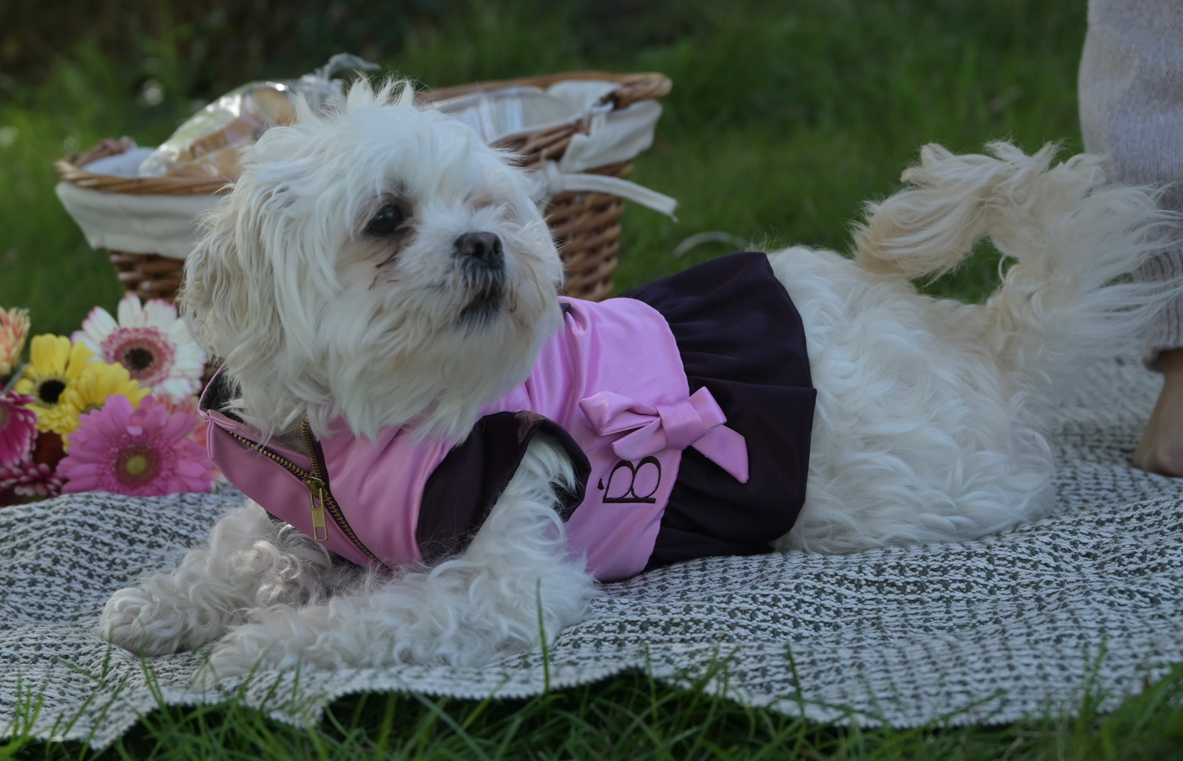 Doggywarmer